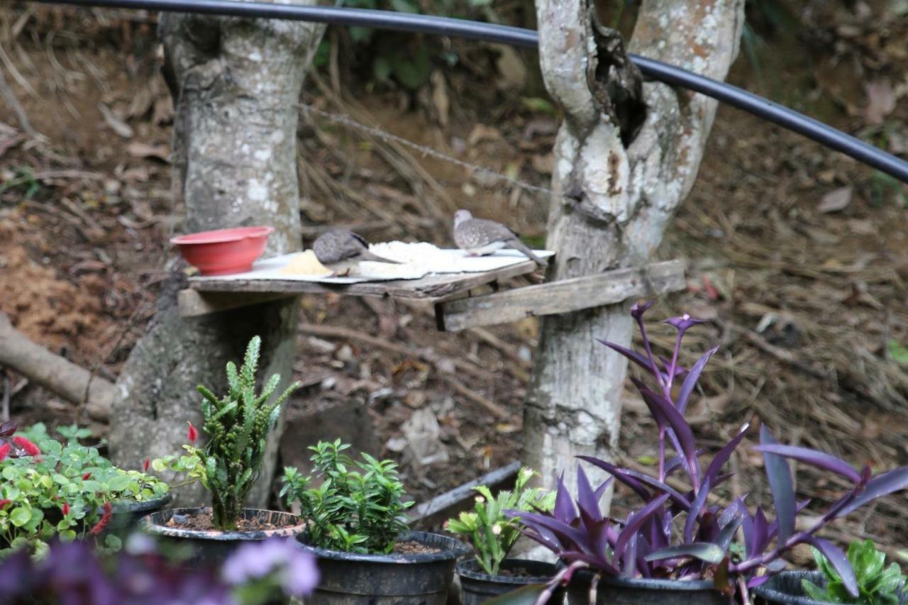 Secret Nest Homestay Ella Kültér fotó