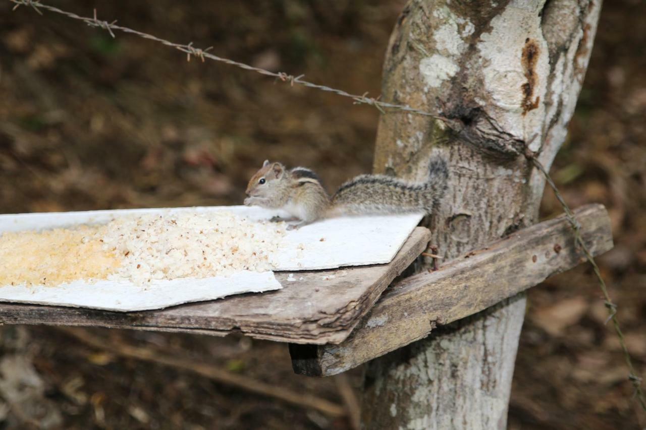 Secret Nest Homestay Ella Kültér fotó